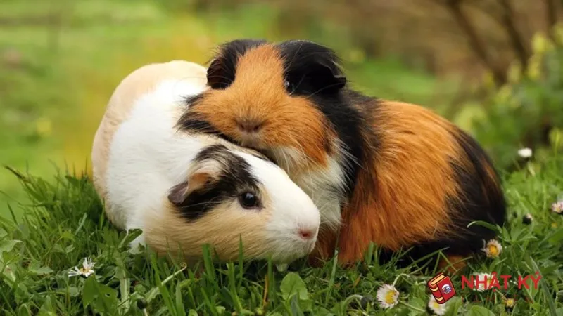 Hình ảnh minh họa việc chủ nhân nhẹ nhàng tiếp xúc và vuốt ve chuột lang đúng cách, đảm bảo an toàn.