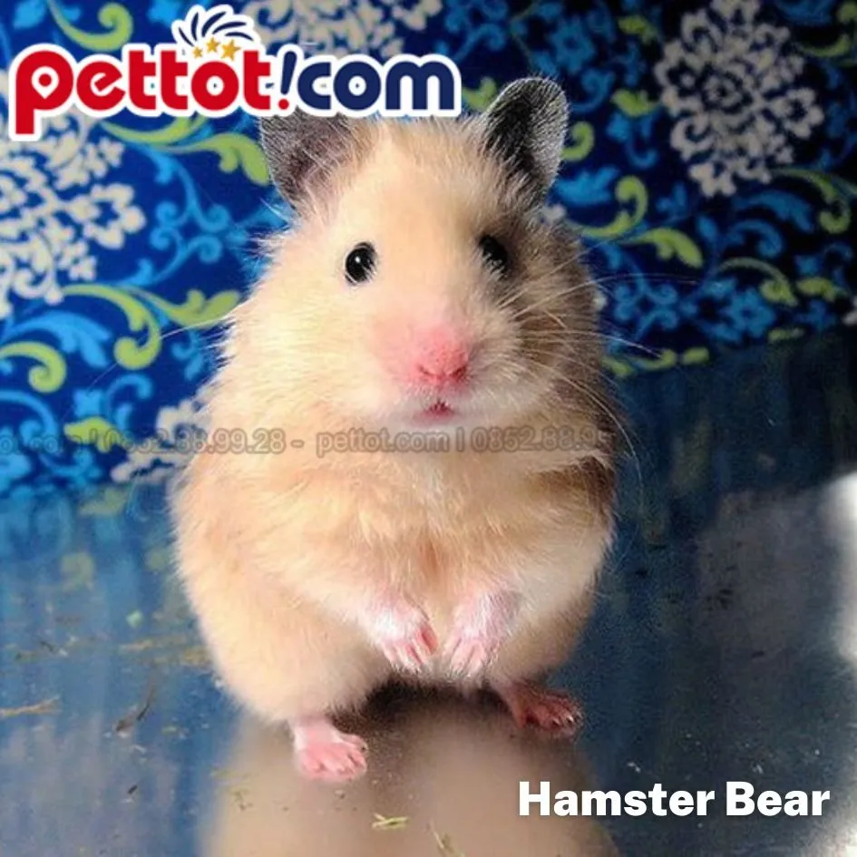 Hình ảnh mô tả hành động huấn luyện chuột hamster bằng cách cho ăn đồ ăn nhẹ, minh họa cho việc tập huấn và tương tác tích cực