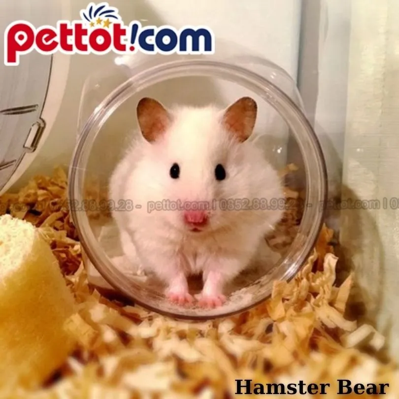 Hình ảnh một bác sĩ thú y đang kiểm tra sức khỏe tổng quát cho chuột hamster, nhấn mạnh tầm quan trọng của việc kiểm tra sức khỏe định kỳ