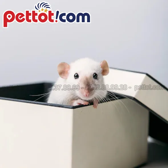 Hình ảnh một bé chuột Hamster Winter White đang ở trong lồng nuôi, nhấn mạnh sự sạch sẽ và có đầy đủ lót chuồng, bánh xe cho hoạt động