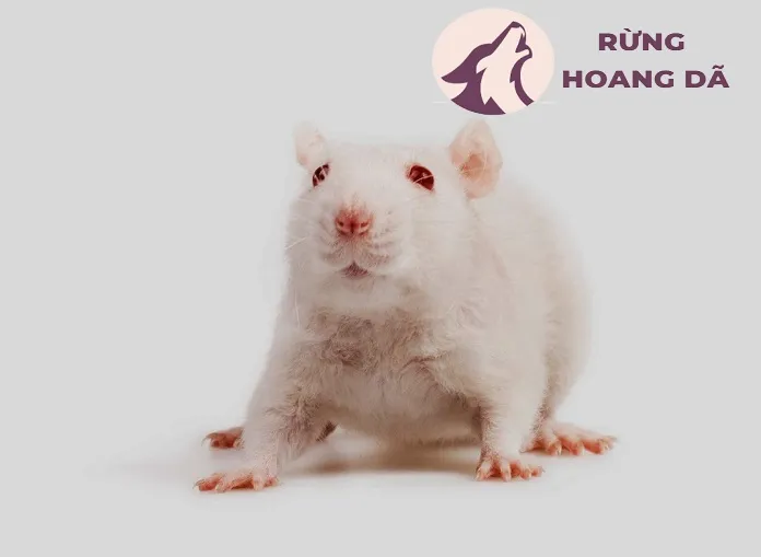 Hình ảnh một cá thể chuột bạch mắt đỏ thuần hóa đang được ôm, thể hiện sự thân thiện của thú cưng chuột bạch khi được chăm sóc đúng cách.