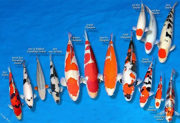 Hình ảnh một chú cá koi có thân hình cân đối, màu sắc rõ nét, đạt tiêu chuẩn chất lượng cao