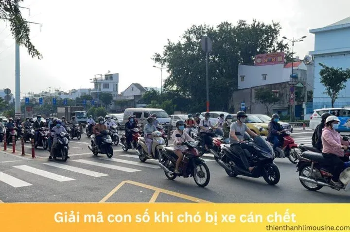 Hình ảnh một chú chó bị thương đang được người dân sơ cứu sau tai nạn giao thông.