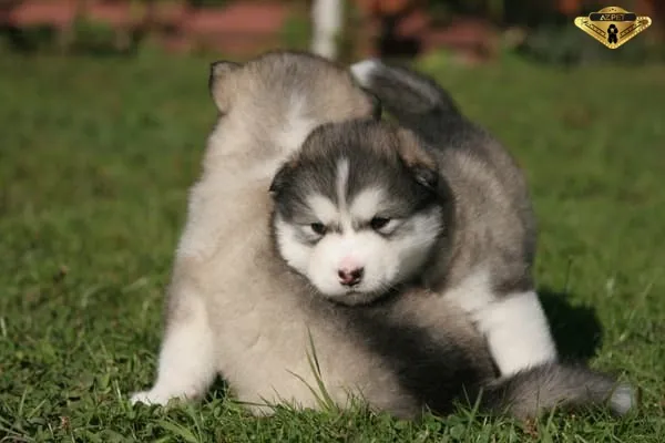 Hình ảnh một chú chó lai Alaska Becgie đang trưởng thành, ngoại hình đẹp và thông minh, được nhiều người tìm mua