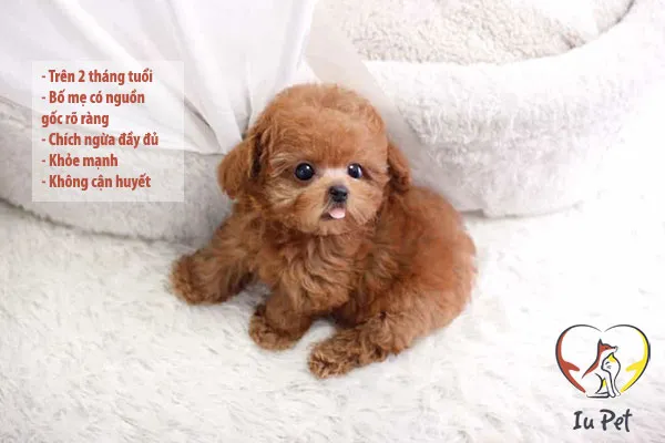 Hình ảnh một chú chó Poodle con đang đứng cạnh một chiếc hộp gỗ, thể hiện sự khỏe mạnh