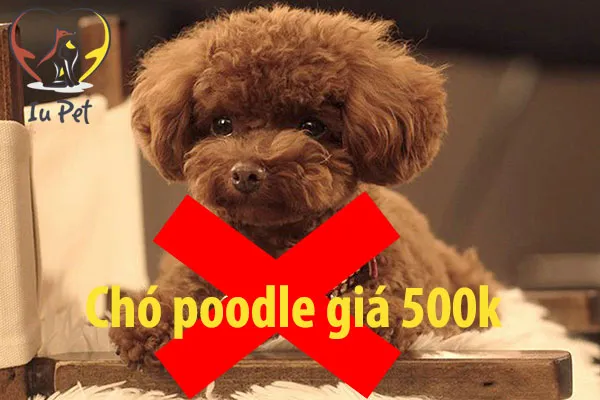Hình ảnh một chú chó Poodle màu trắng đang nằm yên và buồn bã, minh họa rủi ro khi mua chó ốm