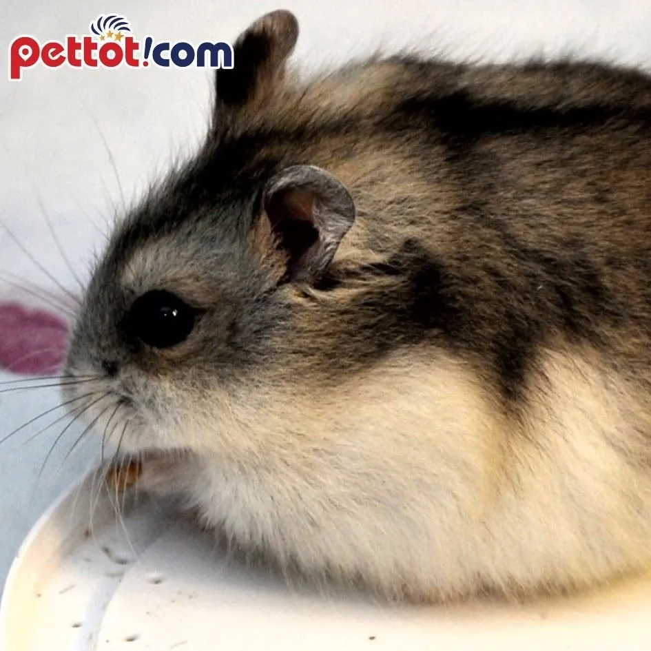 Hình ảnh một chú chuột hamster đang ngủ trong chuồng, minh họa cho tầm quan trọng của việc nghỉ ngơi đầy đủ và tránh làm phiền