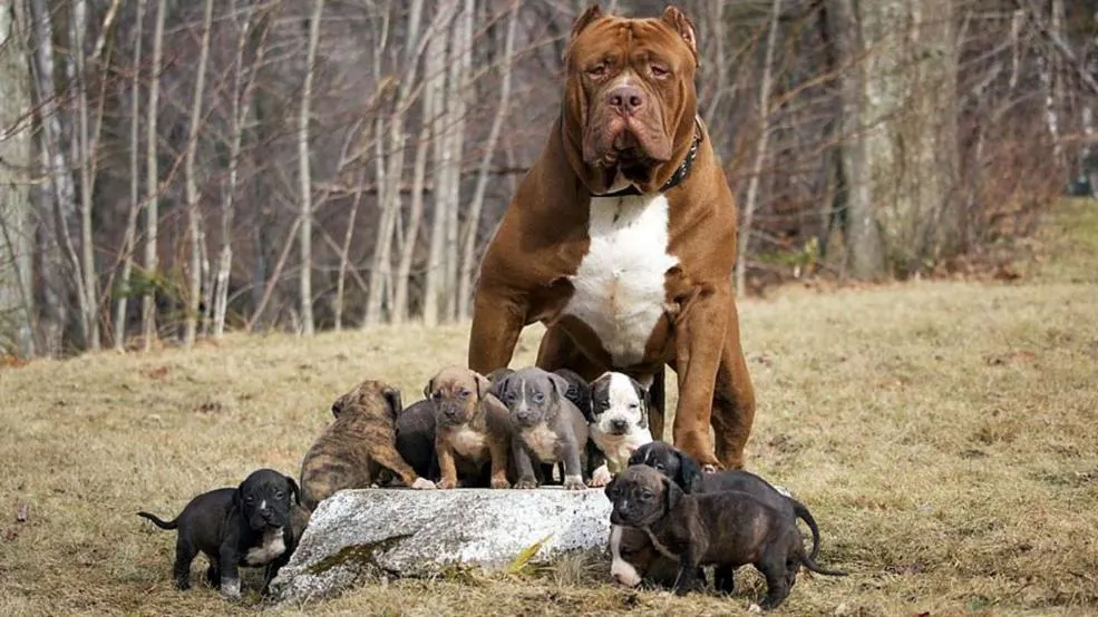 Hình ảnh Pitbull con màu đen trắng đáng yêu