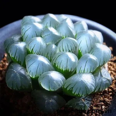 Hình ảnh sen đá Kim Cương (Ice Plant) và hướng dẫn trồng đúng cách