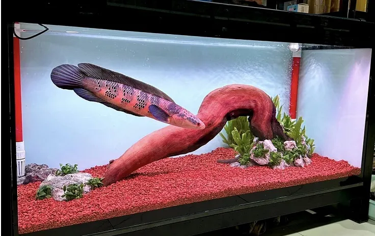 Hình ảnh setup hồ nuôi cá lóc cảnh với đá và lũa