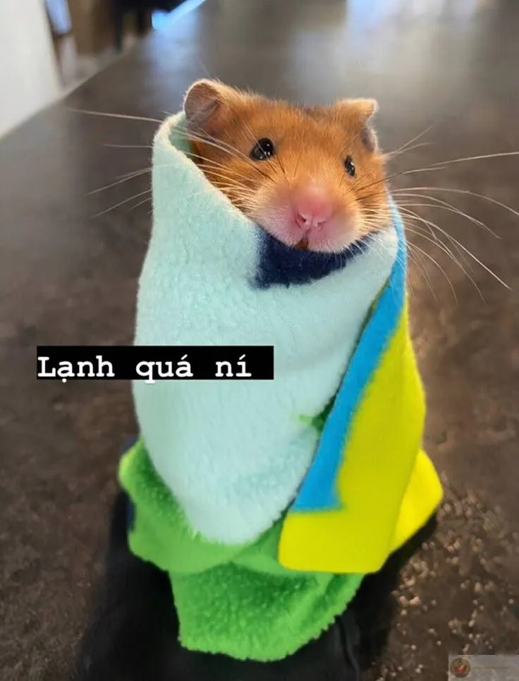 Hình ảnh thú vị thành gợi ý quen thuộc trong ảnh chế