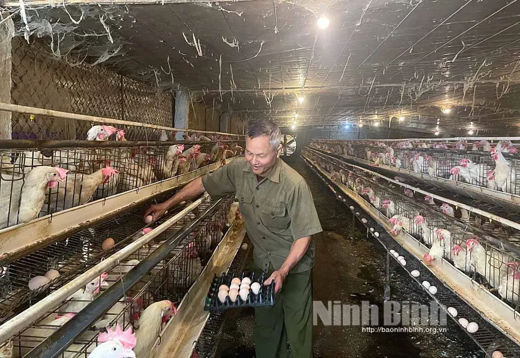 Hình ảnh thực tế gà đẻ trứng khỏe mạnh trong trại nuôi truyền thống