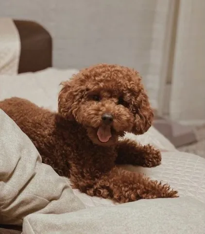 Hình ảnh tổng quan về chó Poodle các dòng kích thước khác nhau như Teacup, Tiny và Toy Poodle