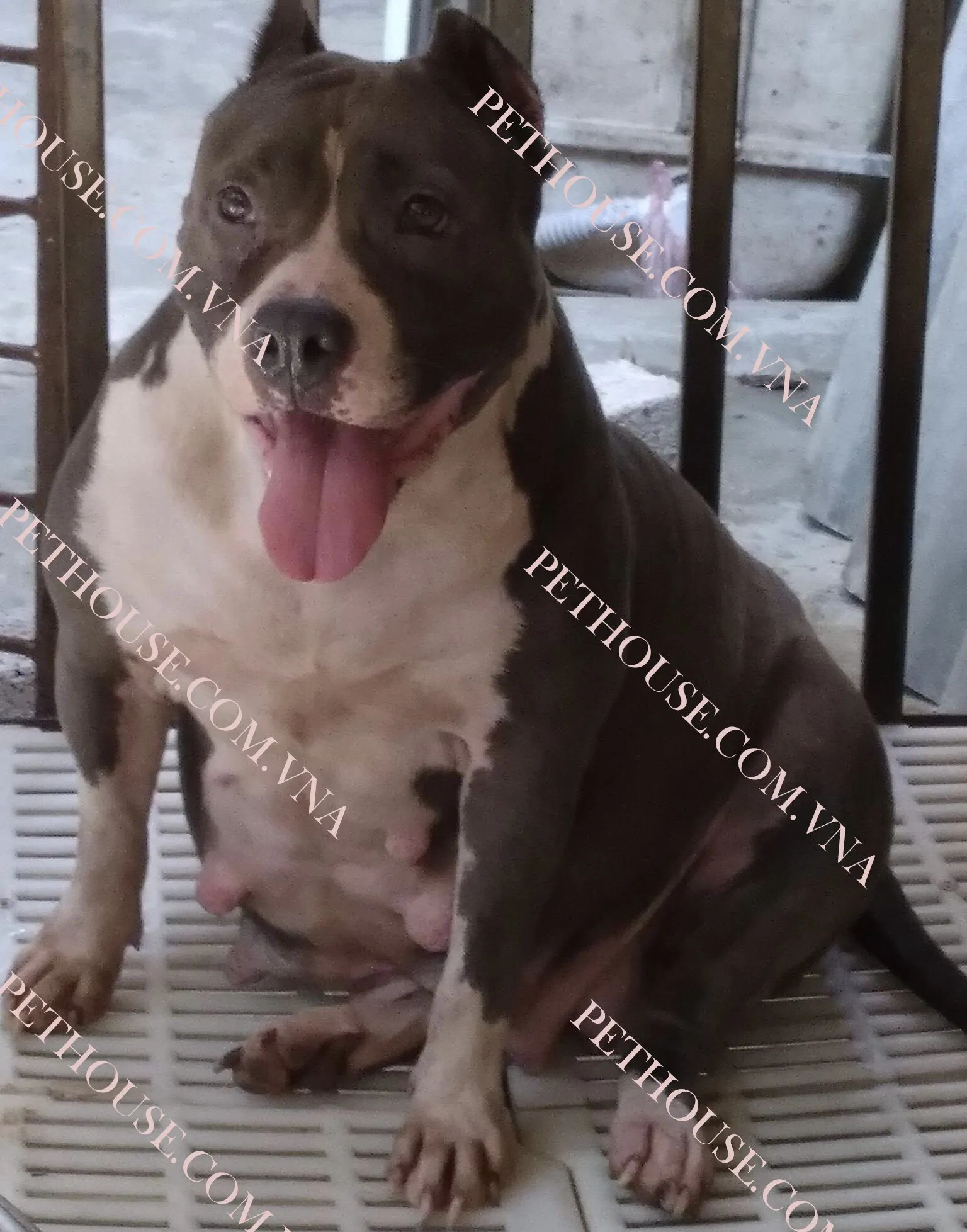 Hình ảnh tổng thể về giống chó Pitbull, thông tin cần thiết trước khi quyết định mua chó pitbull ở tphcm.