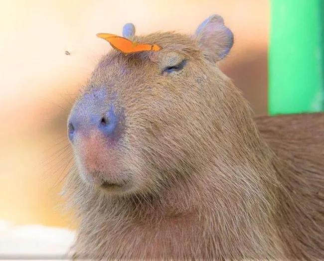 Hình ảnh vô cùng đáng yêu từ chú chuột lang nước khi con bươm bướm đậu trên mặt lúc ngủ