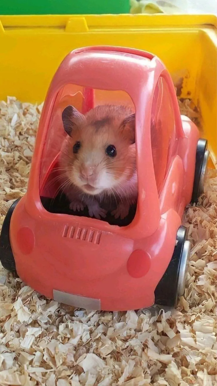 Hình ảnh vui giúp trò chuyện thêm nhiều năng lượng tích cực