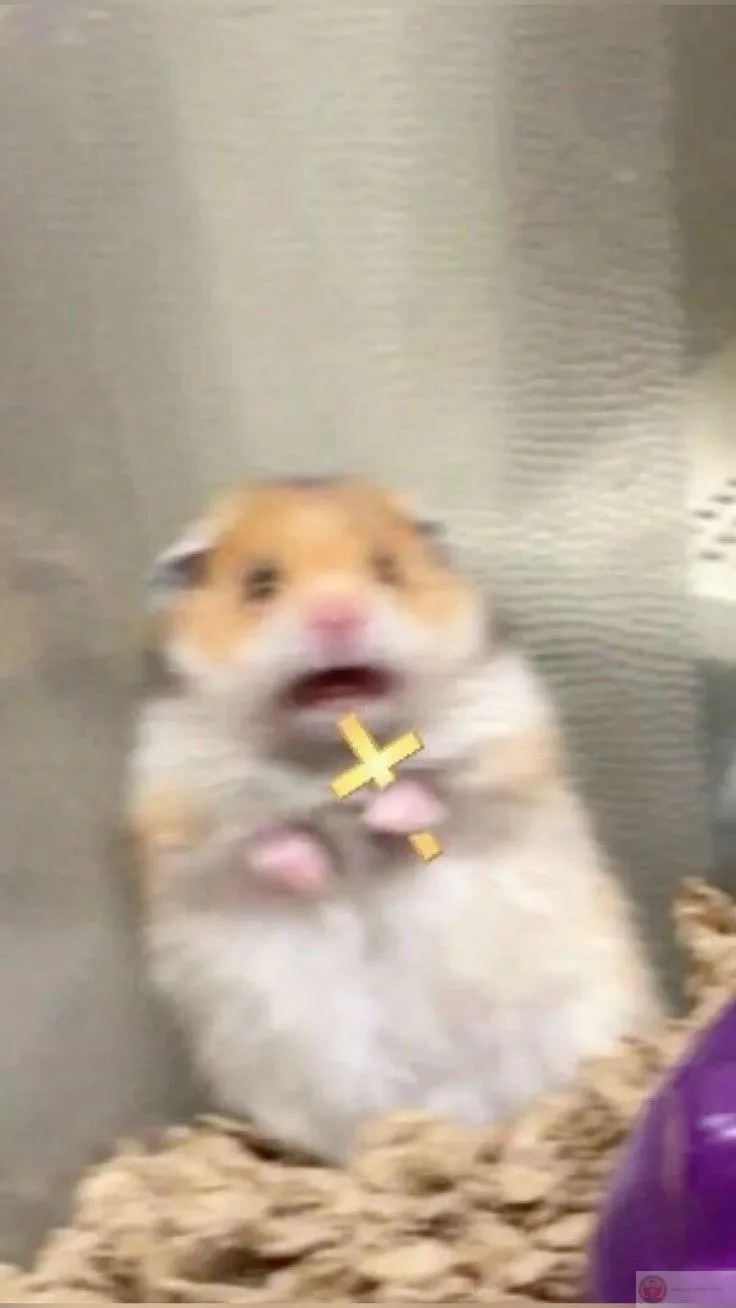 Hình ảnh vui nhộn từ chuột nhỏ luôn tạo ra bầu không khí hứng khởi