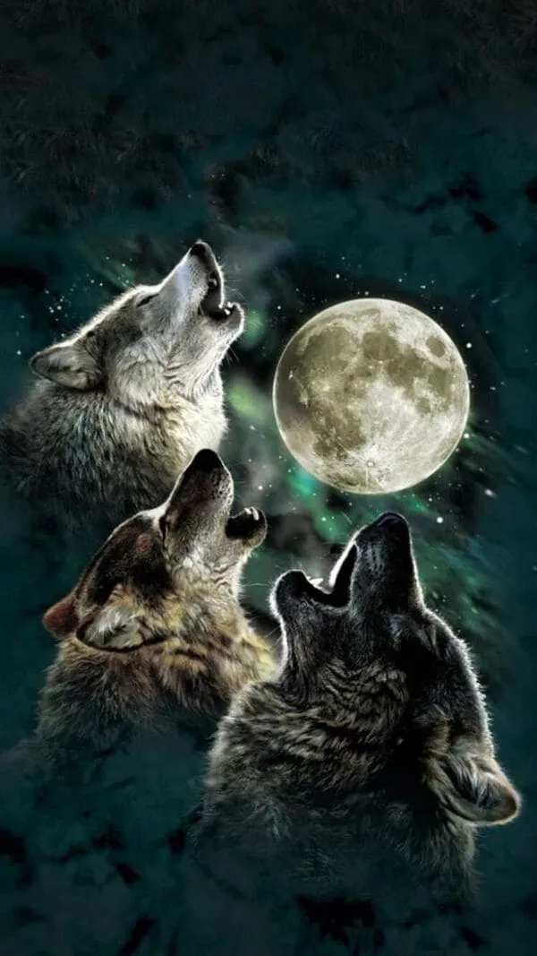 Hình chó sói tuyết trắng muốt, bối cảnh đêm đông huyền ảo