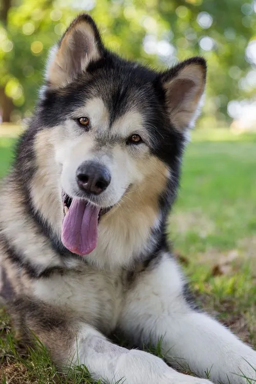 Hình dáng chó alaska hung dữ nhưng hiền hòa, bộ khung xương to khỏe