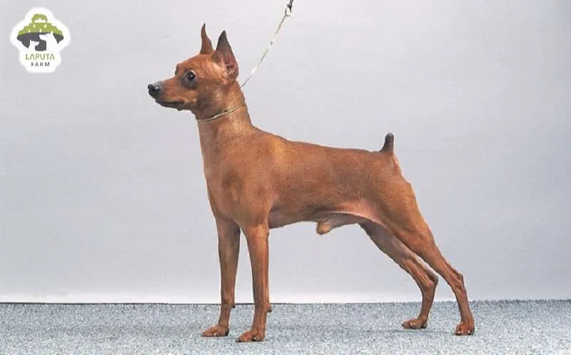 Hình minh họa chó Zwergpinscher thời kỳ săn chuột, phản ánh nguồn gốc giống