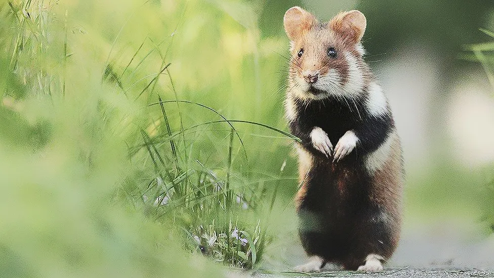 Hình nền chuột Hamster cho máy tính với cảnh quan thiên nhiên nhỏ