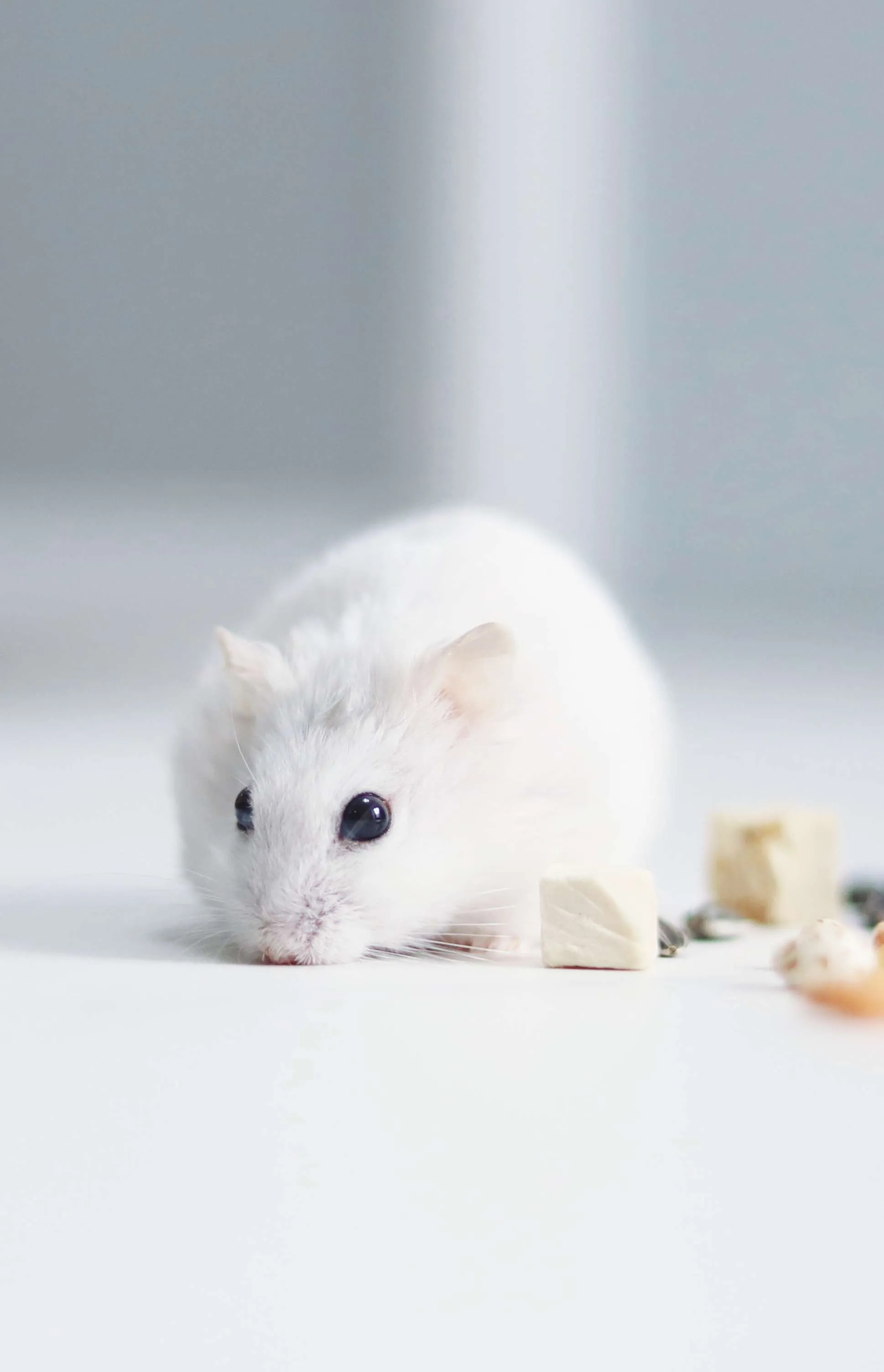 Hình nền chuột hamster cute tinh khiết, đáng yêu