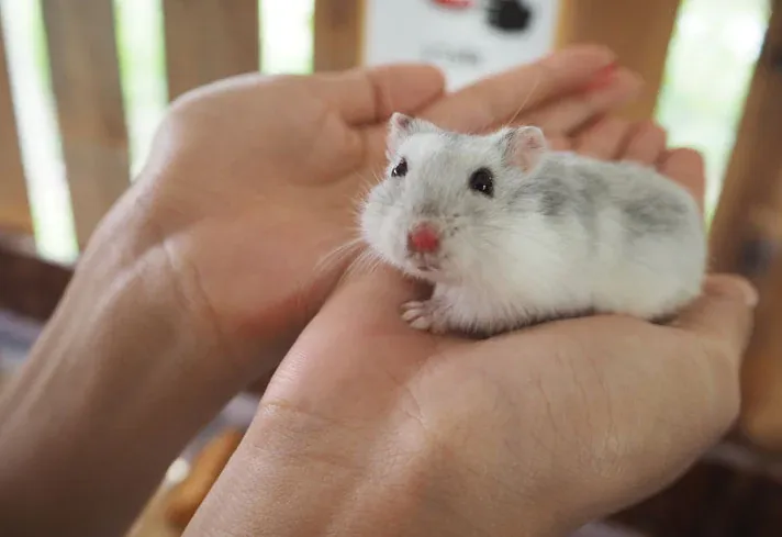 Hình nền chuột Hamster Syrian lông dài màu trắng đang cuộn mình ngủ
