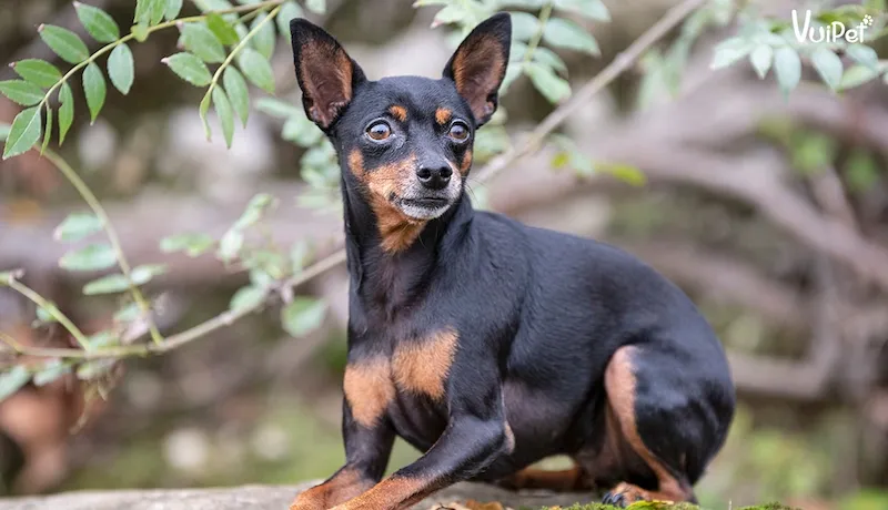 hồ sơ sức khỏe và giấy tờ chứng minh nguồn gốc rõ ràng là yếu tố quan trọng trong cách chọn chó phốc hươu