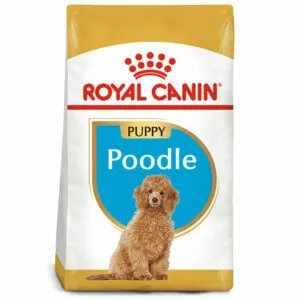Hỗ trợ chó con Poodle bú sữa mẹ và phát triển khỏe mạnh sau khi sinh