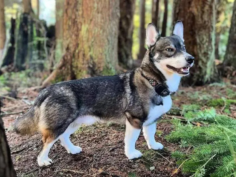 Horgski con với màu lông trắng đen, minh họa đặc điểm chó Corgi lai Husky