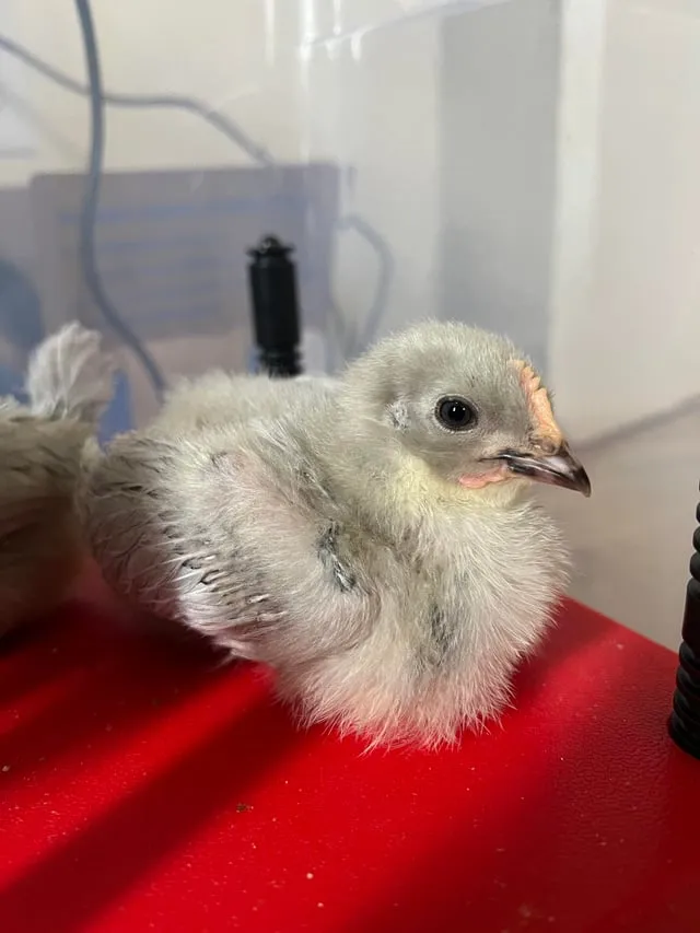 cách nuôi chim khuyên Từ A Đến Z Cho Người Mới Bắt Đầu