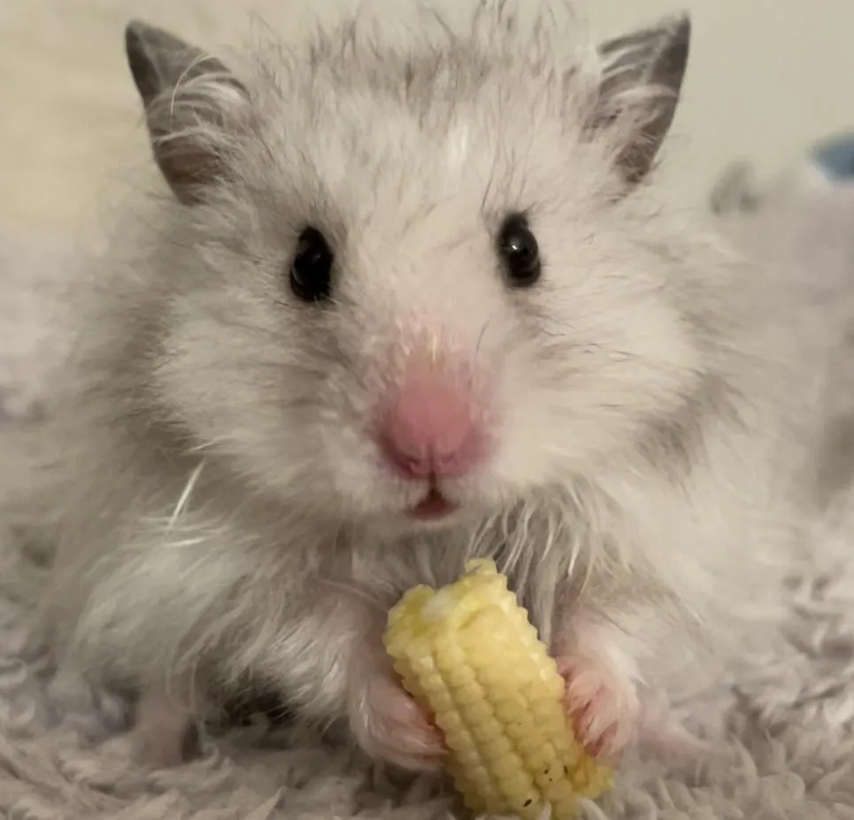 Chuột Hamster Loại To: Tổng Quan Chi Tiết Về Giống Syrian Hamster (Hamster Gấu)