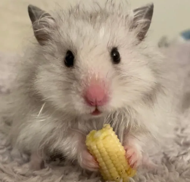 Chuột Hamster Loại To: Tổng Quan Chi Tiết Về Giống Syrian Hamster (Hamster Gấu)