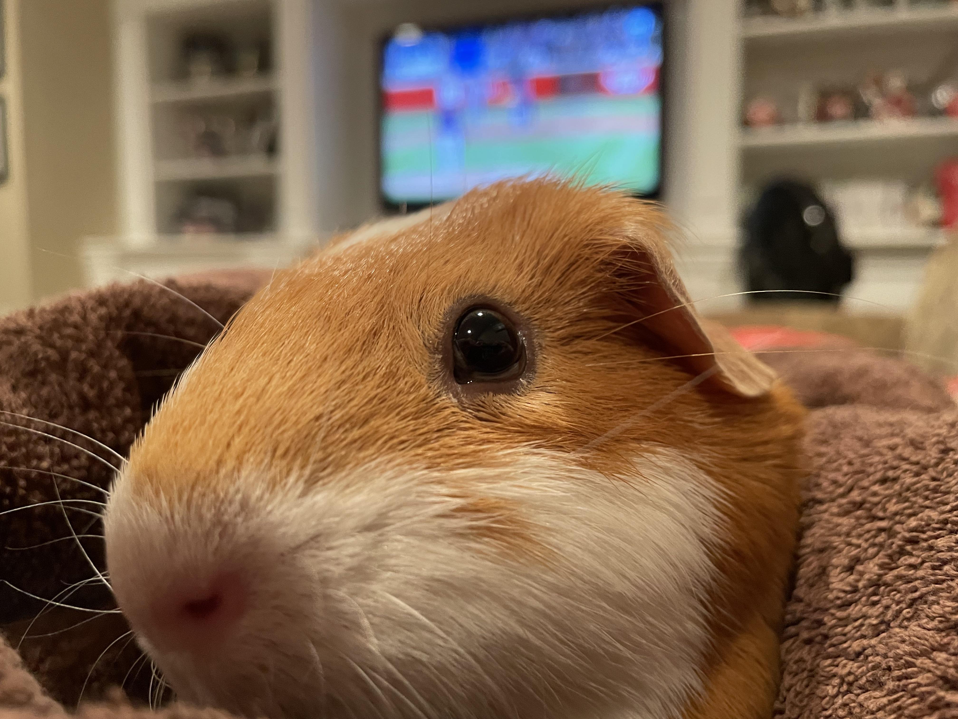 Chuột Hamster Có Thai: Dấu Hiệu, Thời Gian Mang Thai Và Chăm Sóc Đúng Cách