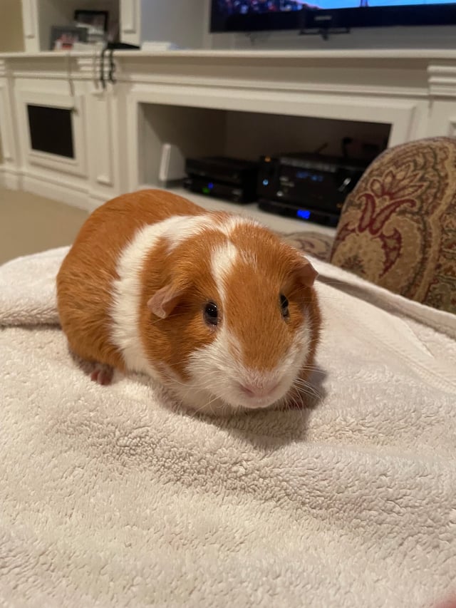 Chuột Hamster Có Thai: Dấu Hiệu, Thời Gian Mang Thai Và Chăm Sóc Đúng Cách