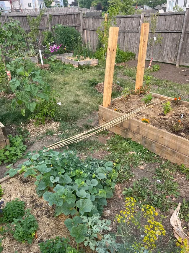 Chuột Nhà Có Ăn Được Không? Rủi Ro Sức Khỏe Và Sự Khác Biệt Giữa Các Loại Chuột