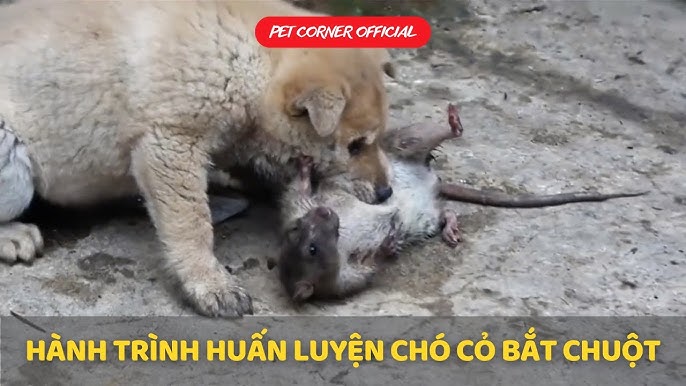 Hướng Dẫn Toàn Diện Về Chuột Hamster Bệnh Truyền Nhiễm Và Biện Pháp Phòng Ngừa Tuyệt Đối