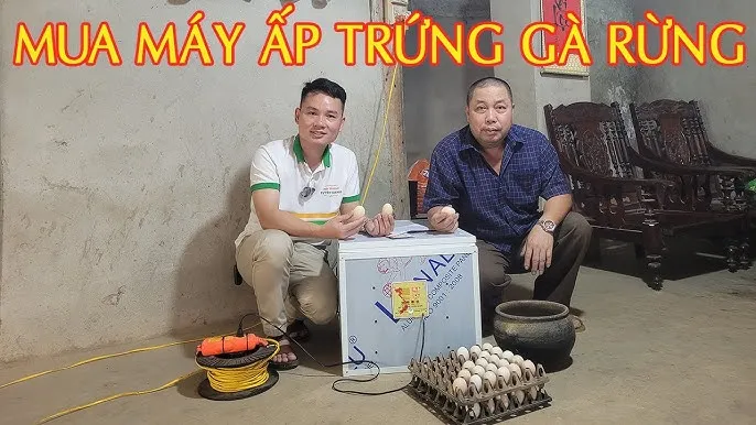 Cách Nuôi Gà Rừng Đạt Hiệu Quả Kinh Tế Cao Và Kỹ Thuật Thuần Hóa