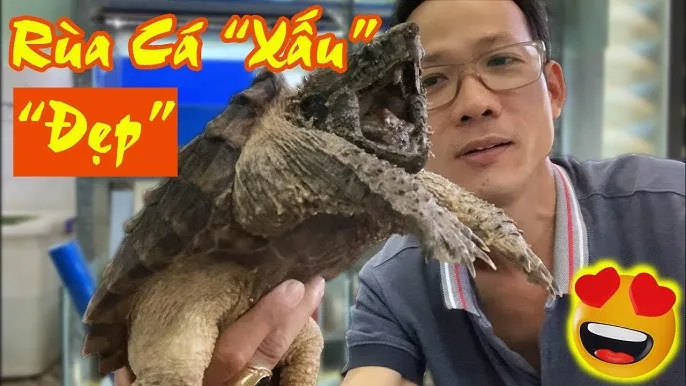 Cách Nuôi Rùa Alligator Snapping Turtle Khoẻ Mạnh Và An Toàn