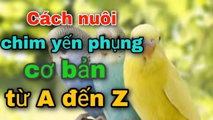 cách nuôi chim khuyên Từ A Đến Z Cho Người Mới Bắt Đầu