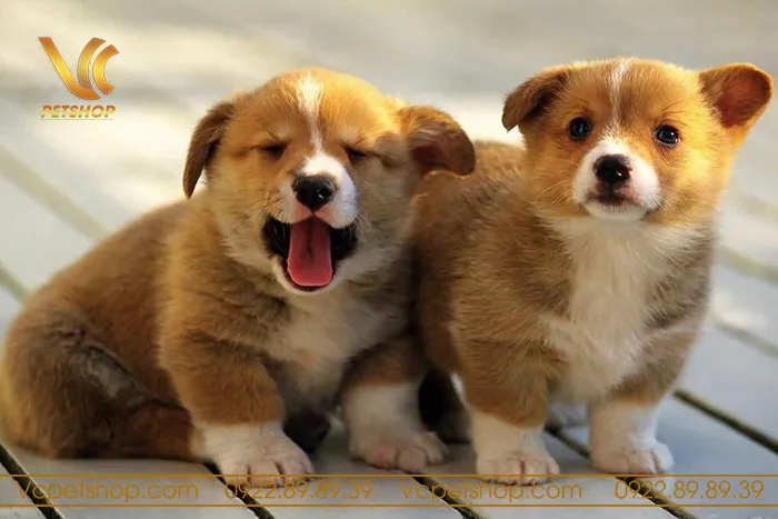 Huấn luyện chó Corgi 2 tháng tuổi thực hiện lệnh ngồi cơ bản trên sân cỏ.