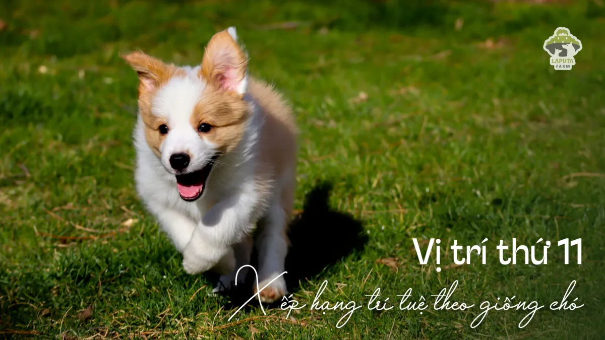 Huấn luyện chó Corgi thông minh dễ bảo trong gia đình