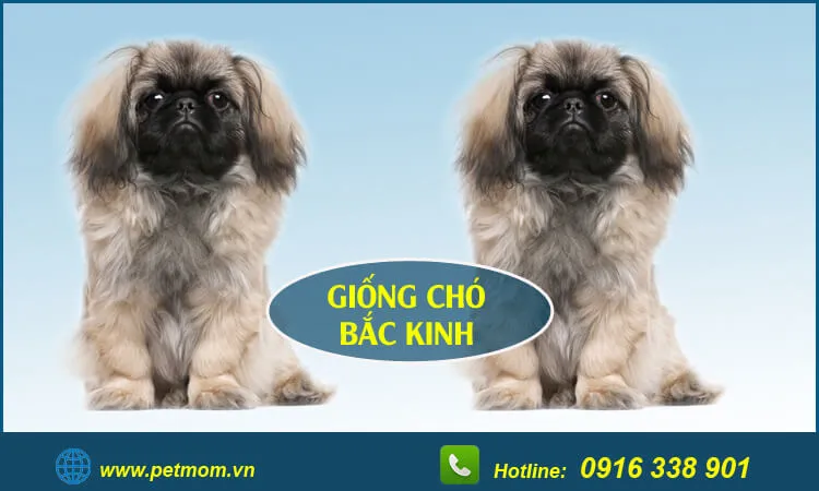 Huấn luyện chó lai bắc kinh poodle từ khi còn nhỏ