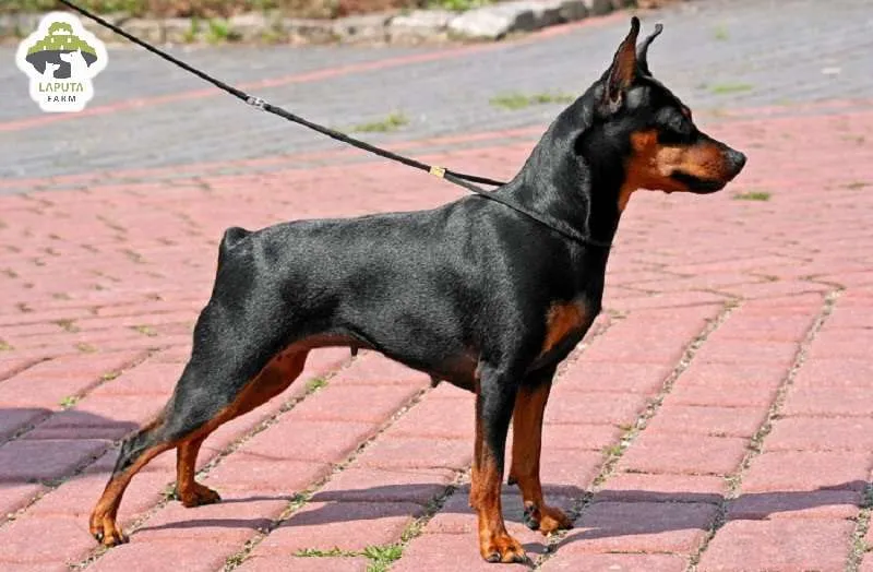 Huấn luyện chó Phốc Hươu, tập các bài tập vận động và vâng lời cơ bản