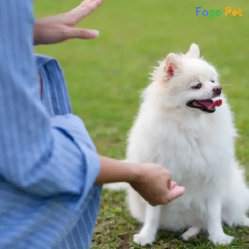 Huấn luyện chó Phốc Sóc bắt tay