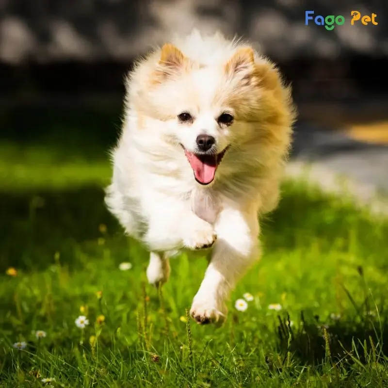 Huấn luyện chó Phốc Sóc đi bằng 2 chân