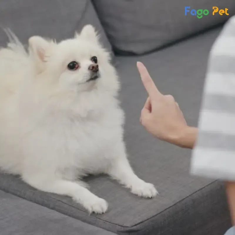 Huấn luyện chó Phốc Sóc nằm và nằm yên tại chỗ