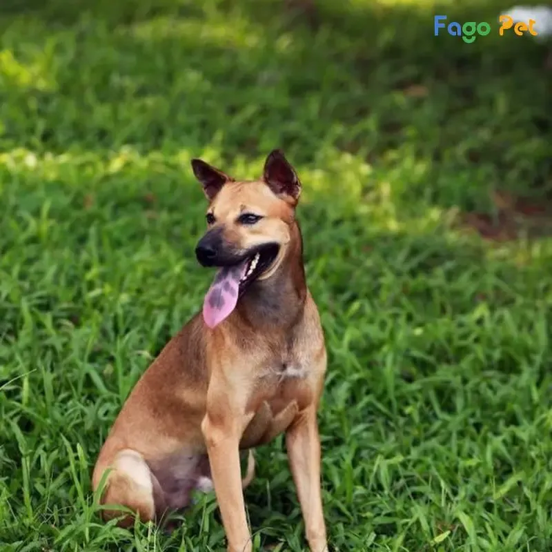 Huấn luyện chó Phú Quốc cần sự kiên nhẫn và tích cực từ chủ nuôi