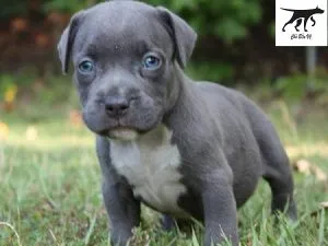 Huấn luyện chó Pitbull con ngay từ khi còn nhỏ