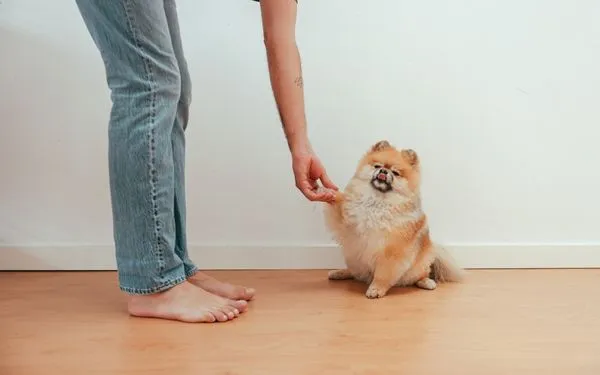 Huấn luyện chó Pomeranian cơ bản tạo sự thân thiết với chủ